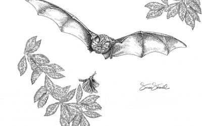 Corona & Bats