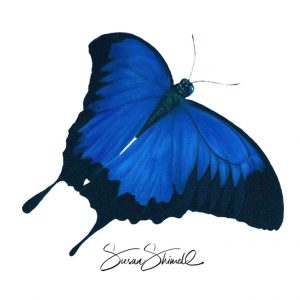 Blue Mountain Butterfly