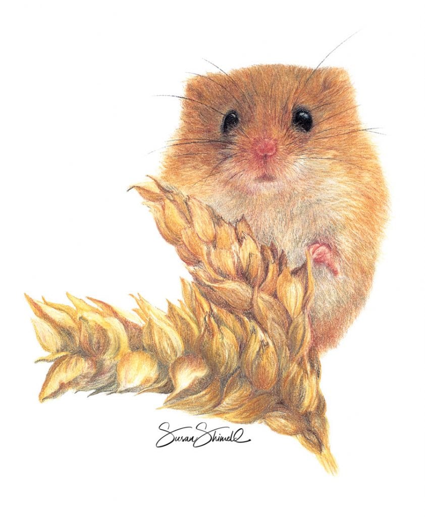 Harvest Mouse Art, Drawings, Paintings, Prints, Cards (Micromys minutus) - Wildlife Artist, Susan Shimeld Larmer Tree Studio