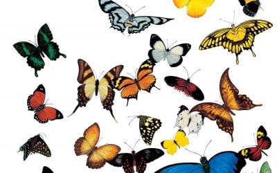 Tropical Butterflies of the World
