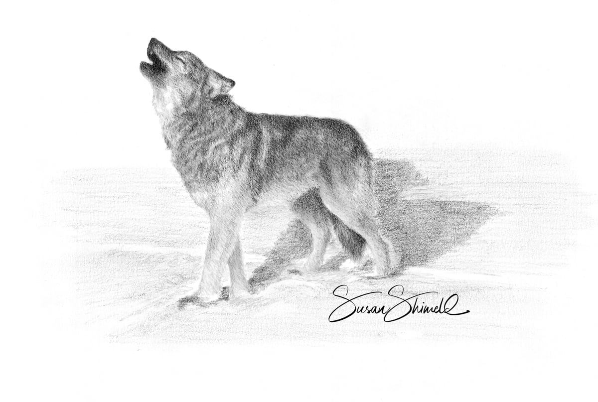 Wolf Drawings for Sale - Fine Art America