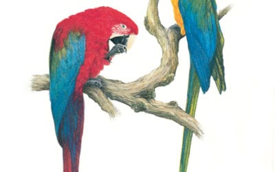 Macaw Magic