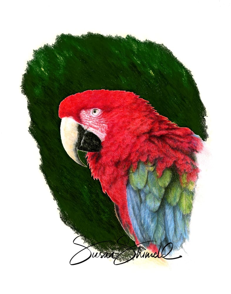 Ruby the macaw