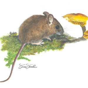 Wood mouse and toadstool painting in gouache
