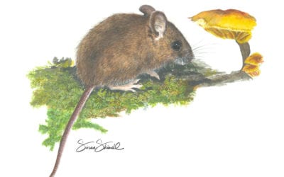 Wood Mouse & Toadstool