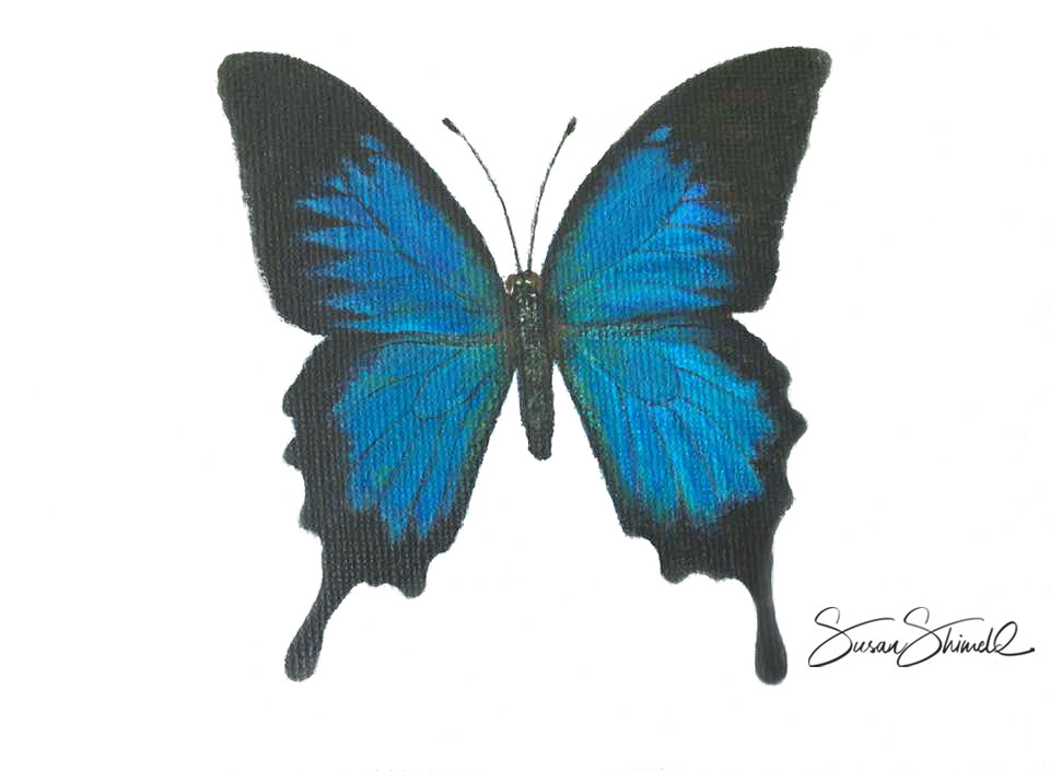 <span class="show_in_gallery">Blue Butterfly</span><span class="show_in_popup"><a href="https://natureinart.com/shop/artist-support-pledge/blue-emperor-butterfly/" class="pop-color1">More info...</a></span>