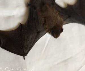 Bats are Brilliant