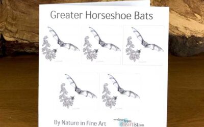 Greater Horseshoe Bat – Pack 5