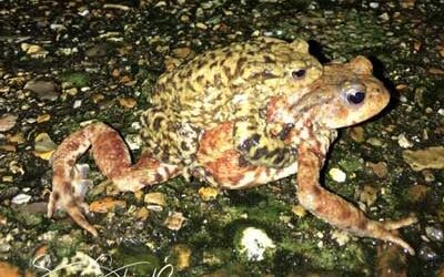 Toad Amplexus